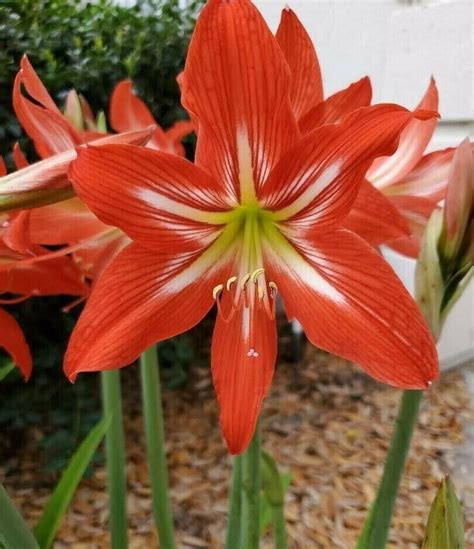 24 Heirloom St. Joseph Amaryllis Seeds With Propagation Instructions - Etsy