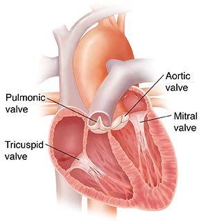 How To Detect Heart Murmur - Flatdisk24