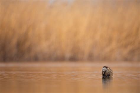 Nutria Habitat - Francis J Taylor Photography