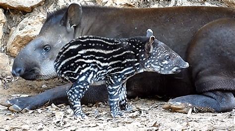 Baby Tapir GIFs - Find & Share on GIPHY