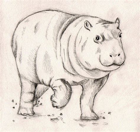 Baby Hippo Sketch by o00gem00o on DeviantArt