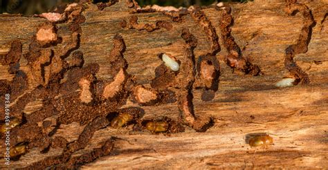 stages of European spruce bark beetle (Ips typographus) in damaged wood with its corridors and ...