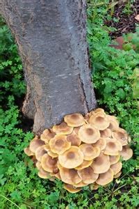 Tree Fungus | Identification and treatment - 2024 Guide