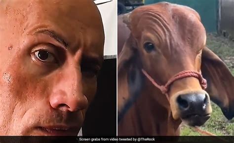 Dwayne 'The Rock' Johnson Reacts To Cow's Eyebrow Raise Video: "I Wasn ...