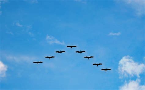 Why birds fly in a V-shaped formation | Birding World