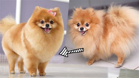 Comparison Of Pomeranian Before And After Grooming At The White Background | lupon.gov.ph