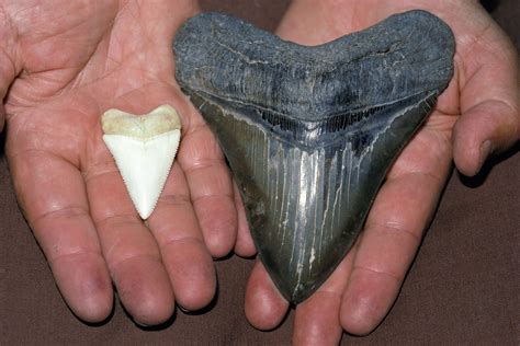 Megalodon | Size, Fossil, Teeth, & Facts | Britannica