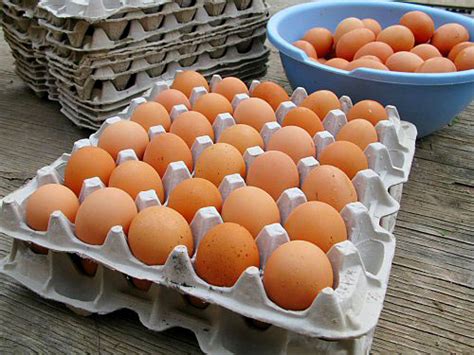 Poultry Eggs Manufacturer & Exporters from Ambala, India | ID - 1292291