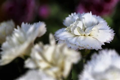 Behind Every Hue: Carnation Flower Color Meanings Explained - Petal Republic