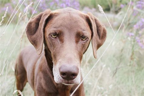 Weimaraner Chocolate Lab Mix Puppies : Pin On Love : Yesterday i went ...