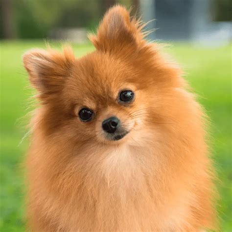 Where Do Pomeranian Dogs Originate From