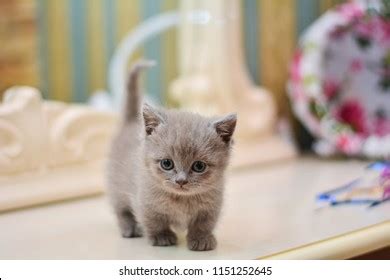 Kitty Cat Munchkin Fluffy Animal Stock Photo 1151252645 | Shutterstock