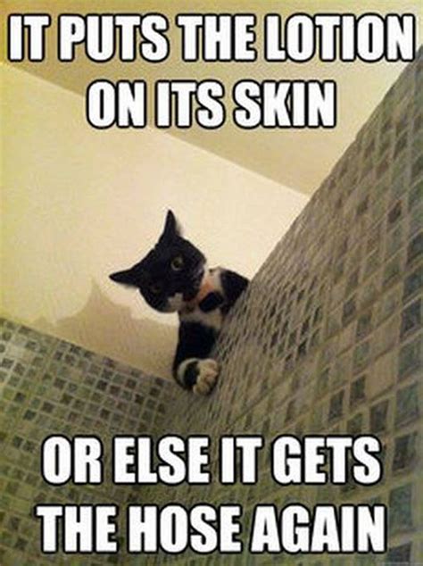 21 Funny Cat Captions - Random Funny Cat