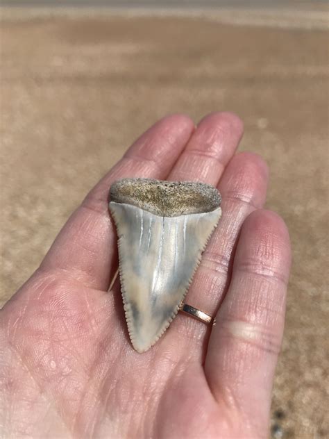 What type of shark tooth did I find? : r/sharks