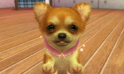 Accessories | Nintendogs Wiki | Fandom