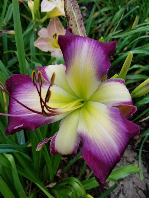 Daylilies: Plant Care and Collection of Varieties - Garden.org