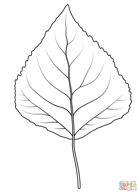 Aspen Leaves Clipart Leaf