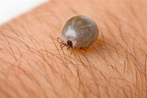 Why the Brown Dog Tick Is a Scary Enemy | GreenLeaf Pest Control