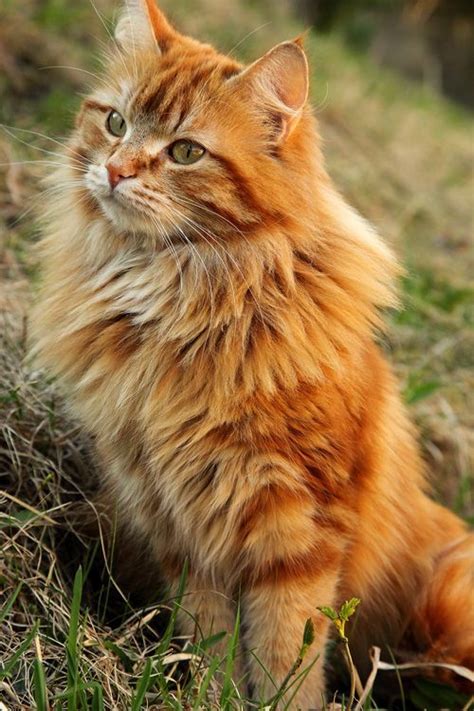 Cat Breeds Yellow Fur - Dogs And Cats Wallpaper