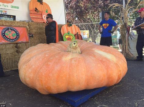 Farmer wins giant pumpkin contest with 1,800-pound 'Flying Saucer' | Pumpkin, Giant pumpkin ...