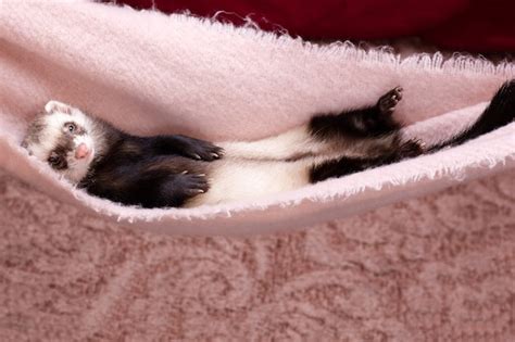 Premium Photo | The baby ferret is sleeping