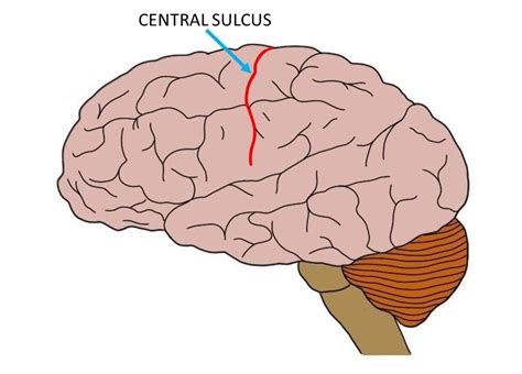 Central sulcus - definition — Neuroscientifically Challenged