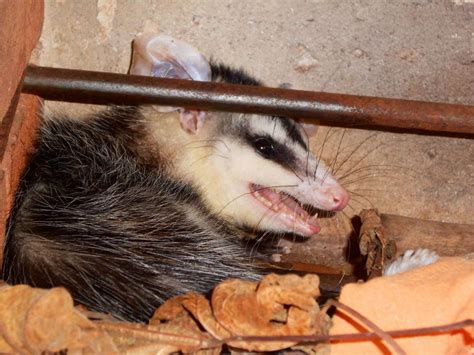 Opossum Teeth Facts | Outdoor Pests