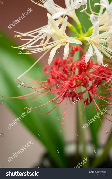 Lycoris Radiata Stock Photo 228455770 | Shutterstock