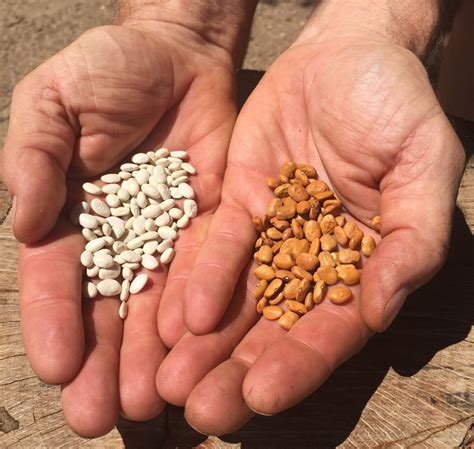 Growing Tepary Beans: The Most Heat-Tolerant Crop in the World - Countryside