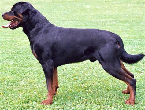 Rottweiler - Wikipedia