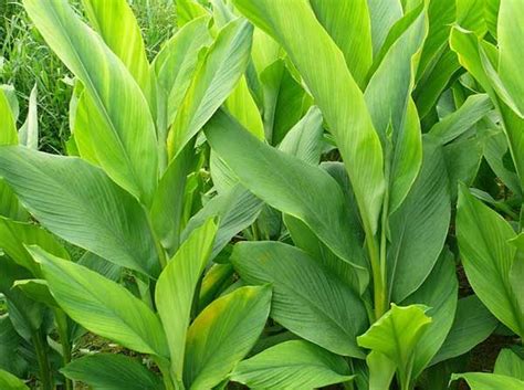 Turmeric-Curcuma Longa Plant - Santhi Online Plants Nursery