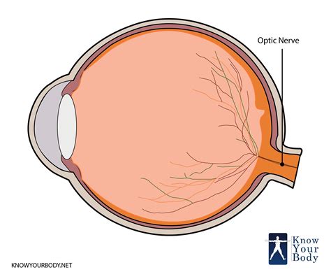 Optic Nerve - Definition, Function, Anatomy and FAQs | Optic nerve, Nerve, Eye nerves