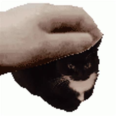 Maxwell The Cat Gif - IceGif