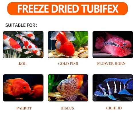 Freeze Dried Tubifex Worms Cubes Manufacturers, Suppliers - Factory ...