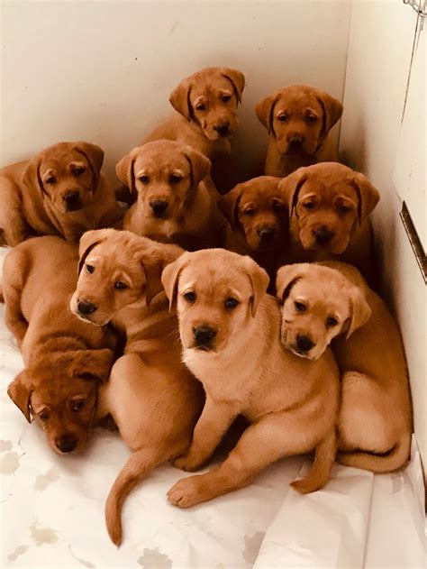 Fox Red Lab Puppies - AKC Registered Labrador Puppies