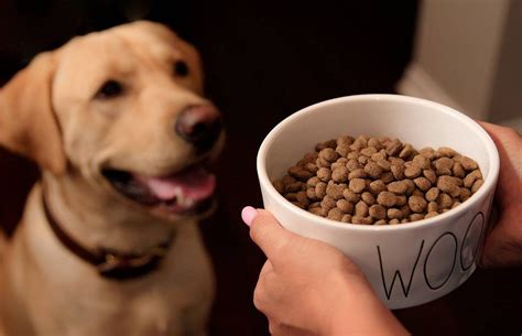 The Best Way To Make Dry Dog Food More Appetizing To Your Dog • Inspired Luv