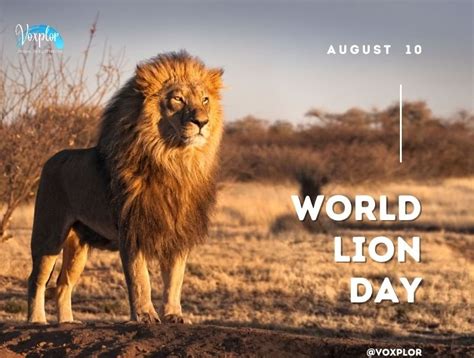 World Lion Day: Why August 10? Know The Facts and Importance