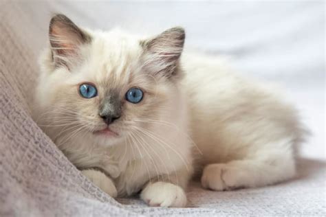 The 15 Cutest Cat Breeds You Will Love | Plains Vets