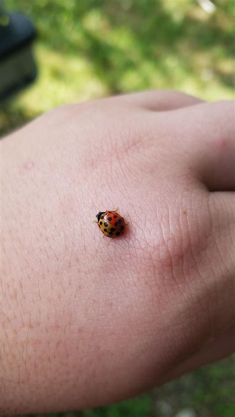 This ladybug with two colors on its exoskeleton. : r/mildlyinteresting