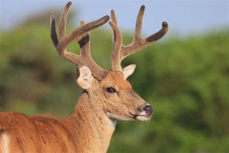 What is CWD in deer? What to know about chronic wasting disease cases