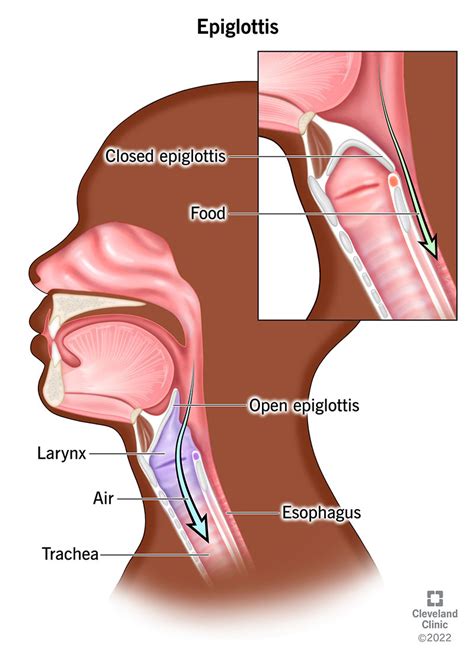 Anatomy Of Larynx