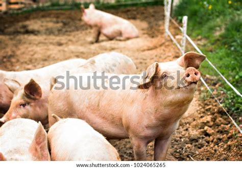 Pigs On Farm Happy Pigs On Stock Photo 1024065265 | Shutterstock