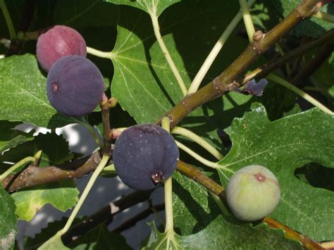 Planting and Caring for Fig Trees: A Guide - Lawnstarter