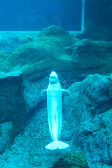 Beluga Whale Creatures at the Georgia Aquarium USA with Scuba Divers in Tank Stock Image - Image ...