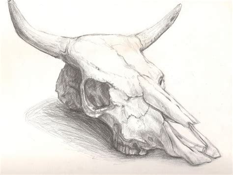 Cow skull by Queen-of-cydonia on DeviantArt