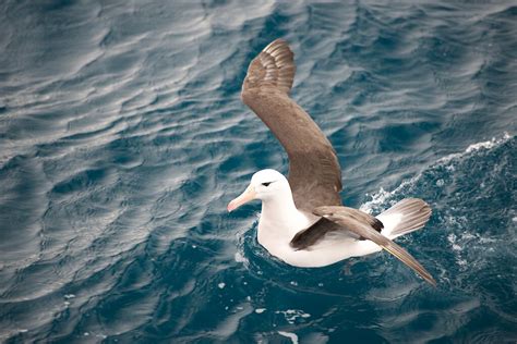 Rare krill ‘super-swarm’ a voyage highlight — Australian Antarctic ...