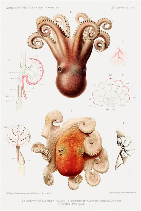 Sea octopus anatomy vintage poster