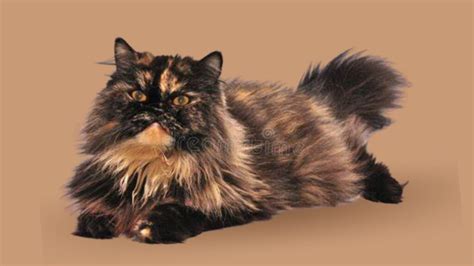 Tortoiseshell Persian cat: History, Personality, and Behaviour - Cat ...