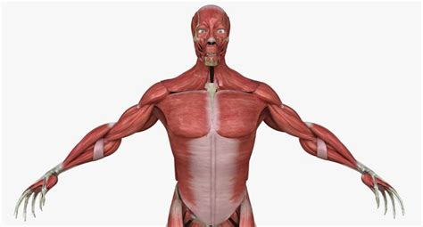 Full Human Muscle Anatomy Medical Edition 3D model | CGTrader