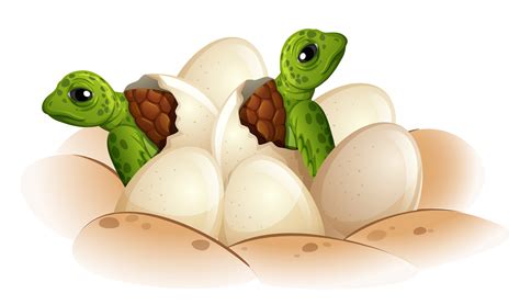 Turtle hatching the egg 293558 Vector Art at Vecteezy